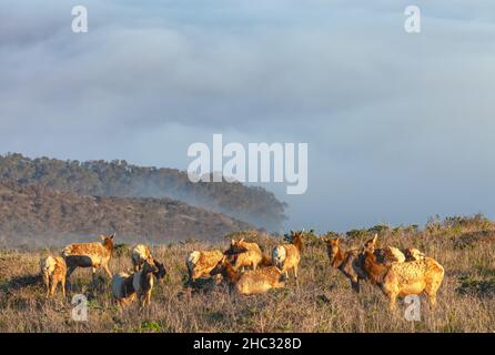 Herd of female tule elks, with lower fog cover the Tomales Bay in background, at Point Reyes National Seashore, California, in early morning. Stock Photo