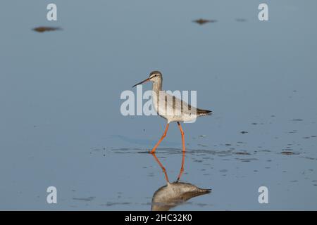 Spotted redshank are frequently described as an elegant bird which I think is highlighted in these images.  In Winter plumage migrating south. Stock Photo