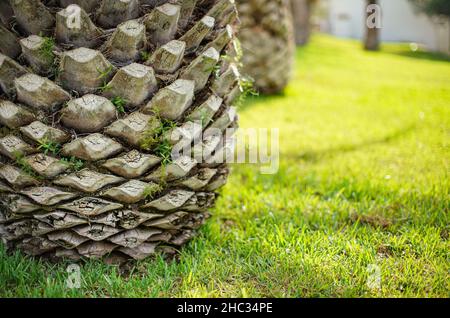 Palm tree trunk with branches cut in nice pattern, blurred sun lit green grass background Stock Photo
