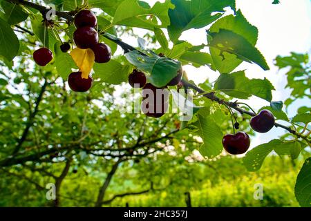 Sour cherry fruits hanging on branch. Sour cherries with leaf. Sour cherry tree. Stock Photo