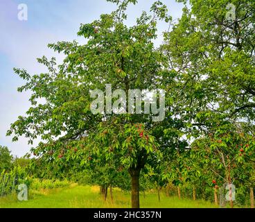 Red and sweet cherry trees in orchard - branch in early summer. Ripening cherries on orchard tree. Stock Photo