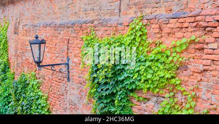 Ivy on red brick wall. Old fashioned urban lighting on red wall Stock Photo