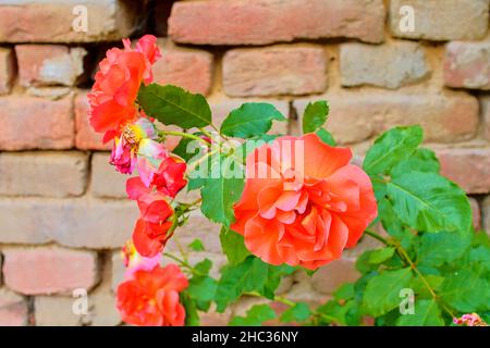 Red roses on red brick background. Romantic scenery. Stock Photo