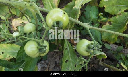 Fresh ripe cherry tomatoes. Green tomatoes on the background. Stock Photo