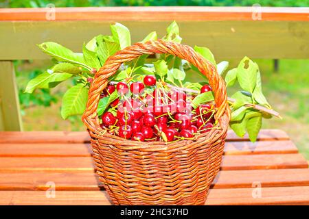 Dark red ripe sour cherries in a wicker basket. Sour cherries on garden table Stock Photo