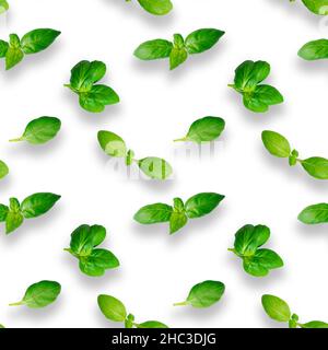 Basil leaves seamless pattern isolated on white background. Top view. Flat lay Stock Photo