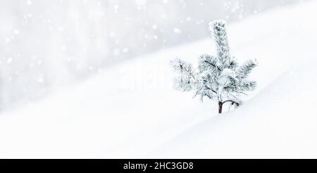 Winter nature background with small pine tree in white snow, copy space Stock Photo