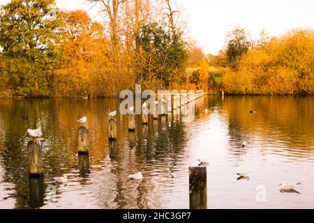 Seagulls Perched on Posts in Lake in Hyde Park, London, England Stock Photo