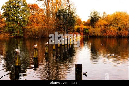 Seagulls Perched on Posts in Lake in Hyde Park, London, England Stock Photo
