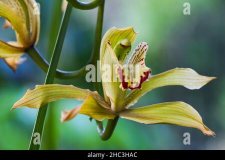 Cymbidium Boat Orchid Flower (Ania penangiana x Cymbidium sanderae) Stock Photo