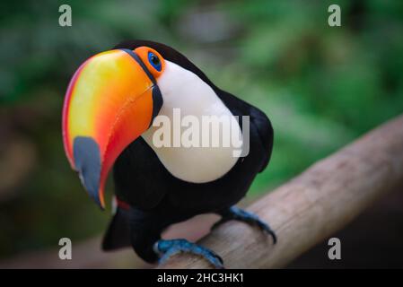 Photo of the tropical bird Tucan in South America Stock Photo