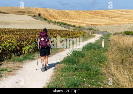Person walking on the Camino de Santiago - Way of St. James - Pilgrimage Stock Photo