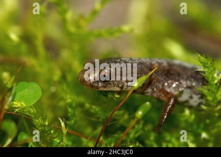 Facial closeup on the North American Foer - toed salamander, Hemidactylium scutatum, hiding in green moss Stock Photo