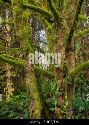 Close up of tree trunks covered with moss, with ferns on the forest floor. Photographed in the U.S. Pacific Northwest with a shallow depth of field. Stock Photo