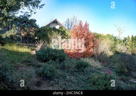 Herbststimmung im Garten mit Farbkontrasten Stock Photo