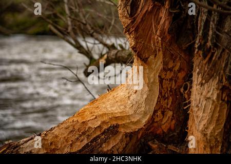 close-up of beaver traces in the process of cutting down a tree next to the water. Stock Photo