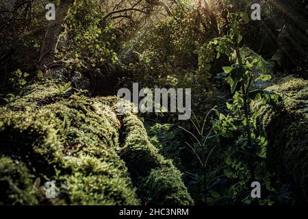 Dark, thick and moist rainforest trees and bush with moss. Beauty in nature. Stock Photo