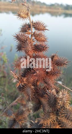 Rough cocklebur. Xanthium strumarium is a species of annual plants of the family Asteraceae. Stock Photo