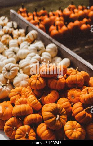 Pile of bright orange and white pumpkins in the box Stock Photo