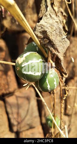 Diplocyclos palmatus. Native Bryony or Striped cucumber (Diplocyclos palmatus) Stock Photo