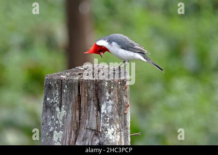 Red crested cardinal making a bow Stock Photo