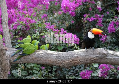 Parakeets and a toucan at a feeding site Stock Photo