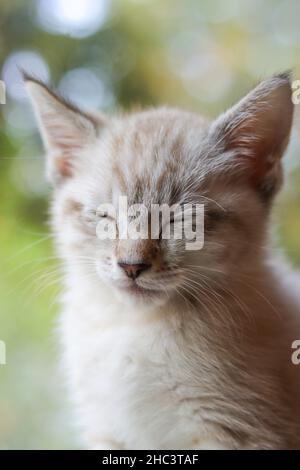 Vertical closeup shot of a Lynx Point Siamese kitten with closed eyes Stock Photo