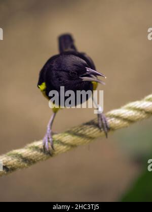 Black crow on a rope Stock Photo - Alamy