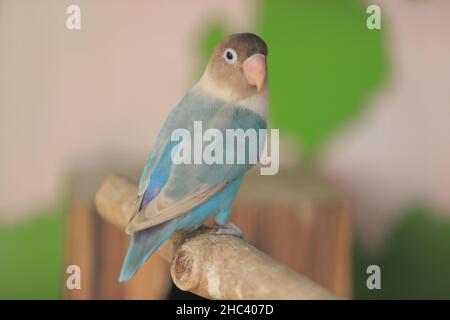 birds in cages standing on houses. Great for animal background. Lovebirds Stock Photo