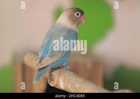 birds in cages standing on houses. Great for animal background. Lovebirds Stock Photo