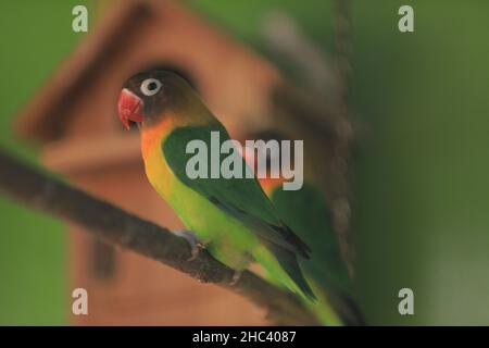 birds in cages standing on houses. Great for animal background. Lovebirds Stock Photo