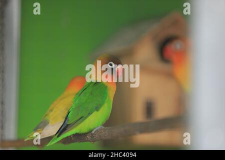 birds in cages standing on houses. Great for animal background. Lovebirds Stock Photo