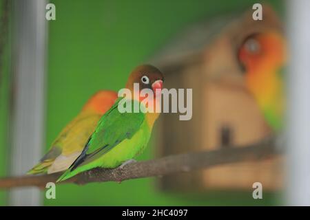 birds in cages standing on houses. Great for animal background. Lovebirds Stock Photo