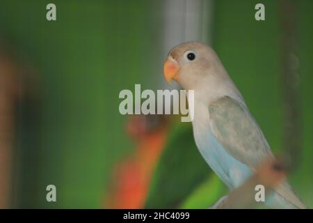 birds in cages standing on houses. Great for animal background. Lovebirds Stock Photo