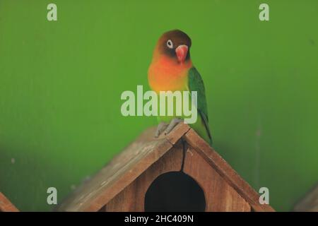 birds in cages standing on houses. Great for animal background. Lovebirds Stock Photo