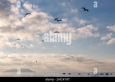 Seagulls in silhouette flying over the sea with the island of Gorgona in the background, Italy Stock Photo