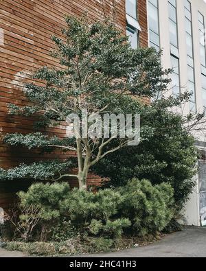 Vertical shot of green bushes and a tall green tree near a brick wall Stock Photo
