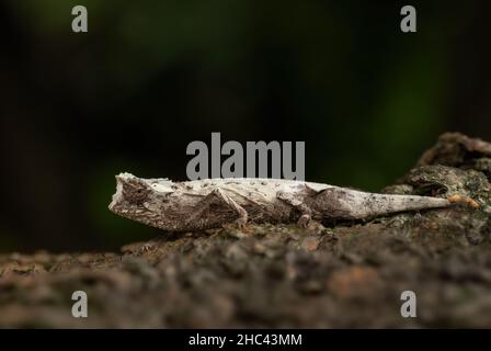 Plated leaf chameleon - Brookesia stumpffi, small special lizard from African bushes and forests, endemic to north-west Madagascar. Stock Photo