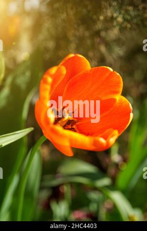 View of an orange tulip in the garden on a sunny day. Stock Photo