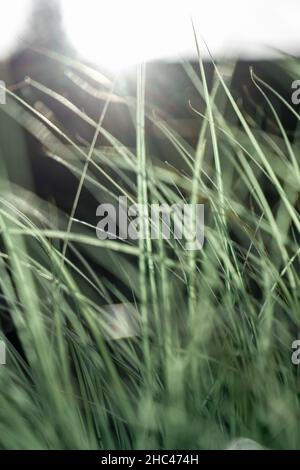 Vertical closeup shot of thin green grass blades Stock Photo