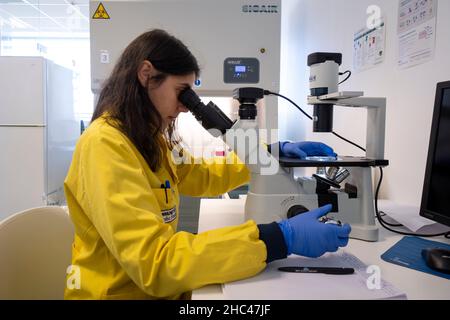 Scientist looking through an inverted microscope in a lab Stock Photo