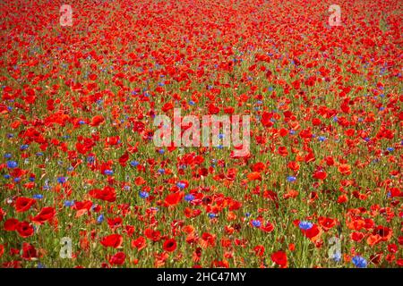 The bright red poppies in the field. Stock Photo