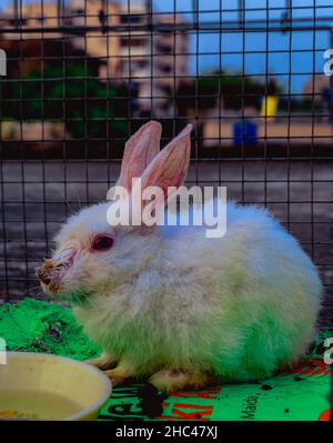 A white furry rabbit sitting in a cage with a bowl of water in front. Selective Focus. Blurred Background. Stock Photo