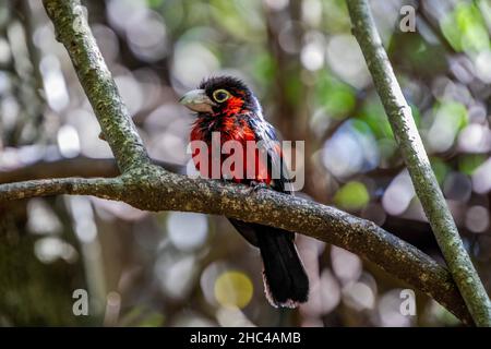 Closeup shot of the red small bird Stock Photo