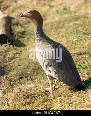 Single Ruddy headed goose Chloephaga rubidiceps Wildfowl Trust UK Stock Photo
