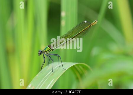 Closeup shot of a small dragonfly sitting on a leaf Stock Photo