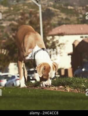 Vertical shot of a mixed pit bull dog in a lawn during daylight Stock Photo