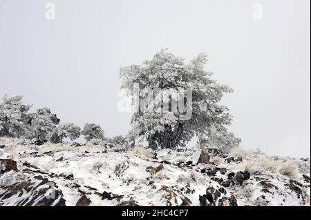 Snowy landscapes from the interior of Granada - Spain Stock Photo