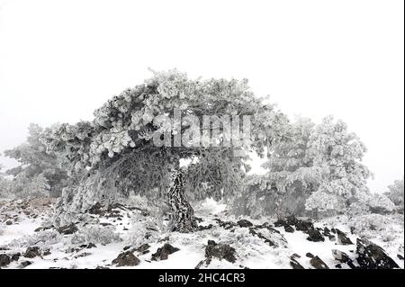 Snowy landscapes from the interior of Granada - Spain Stock Photo