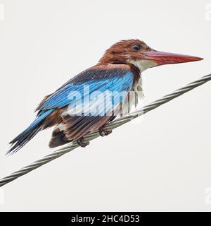 Scenic shot of a colorful Halcyon bird perched on a wire isolated on the white background Stock Photo
